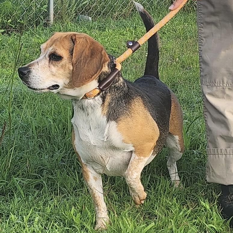 Lizzie, a Adoptable Beagle image 4/4