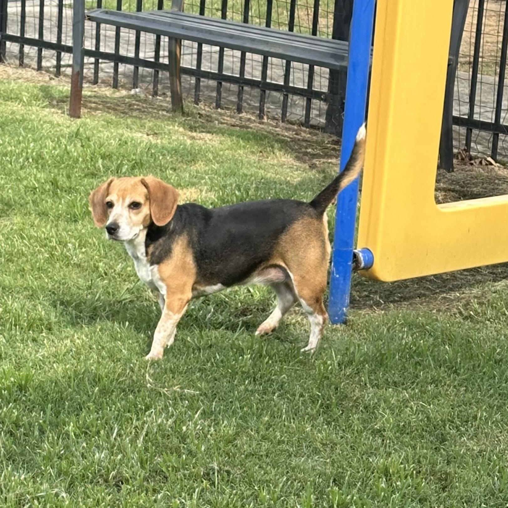 Lizzie, a Adoptable Beagle image 3/4
