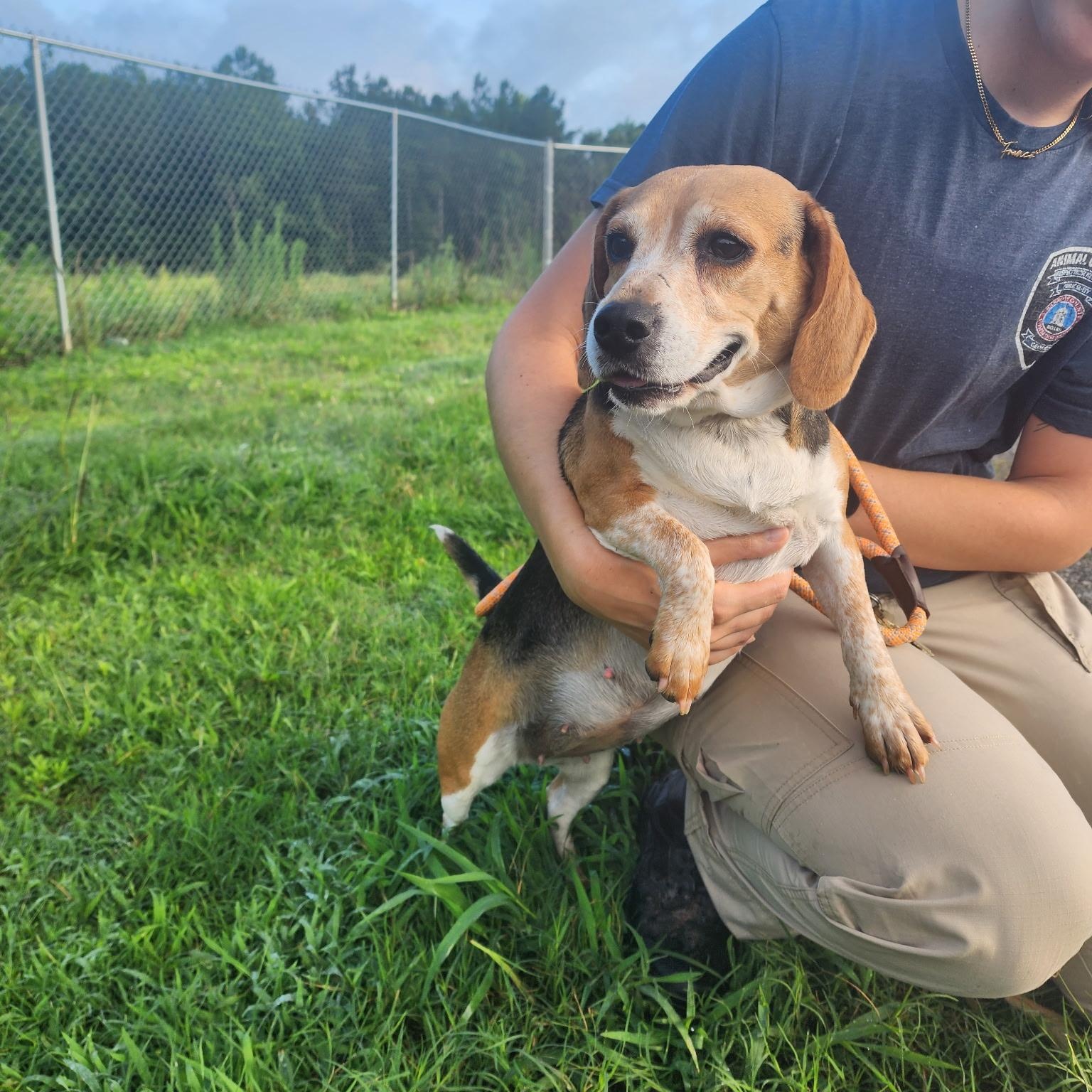 Lizzie, a Adoptable Beagle image 2/4