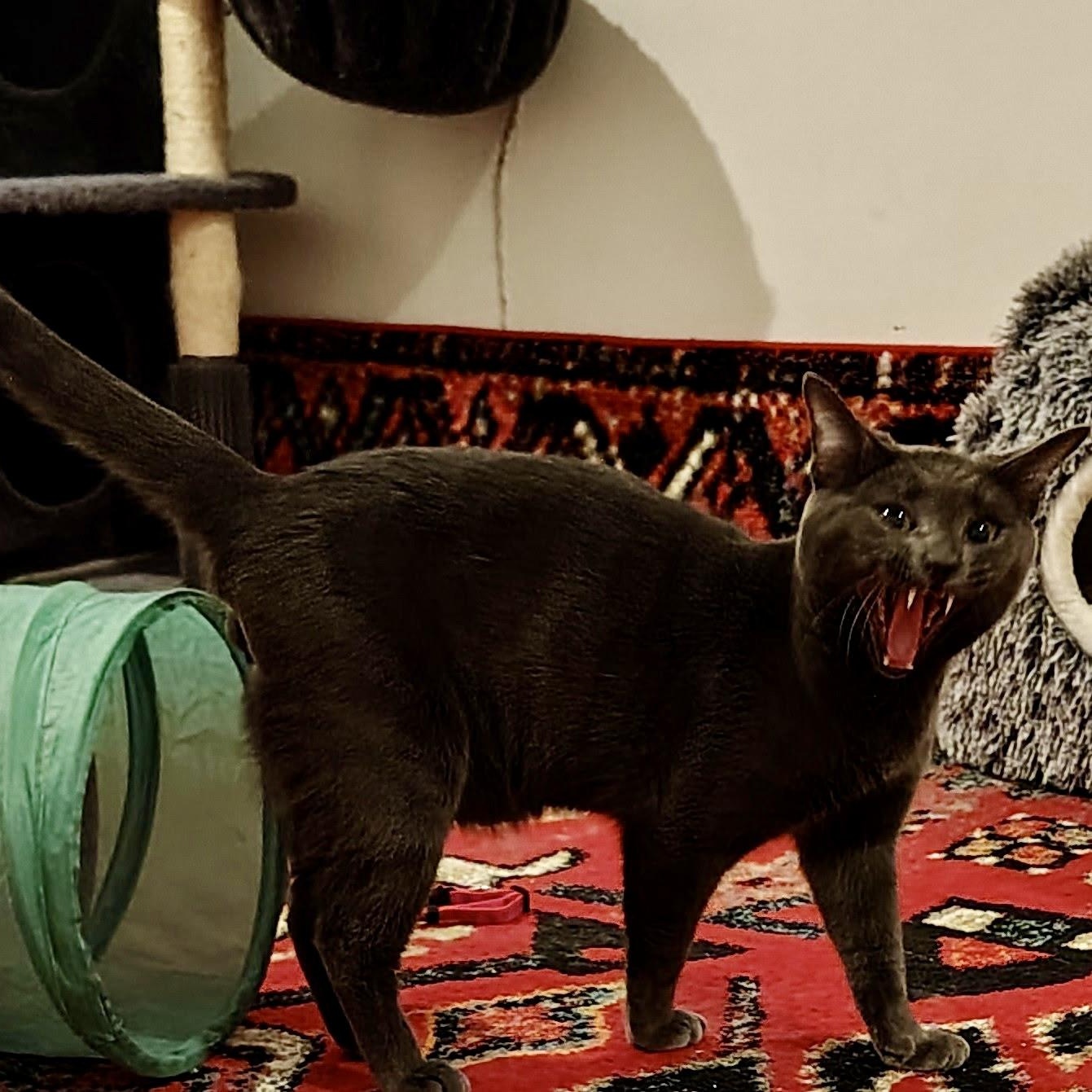 Enlarge Shelley, a Adoptable Domestic Short Hair in Richmond, VA image 3/4