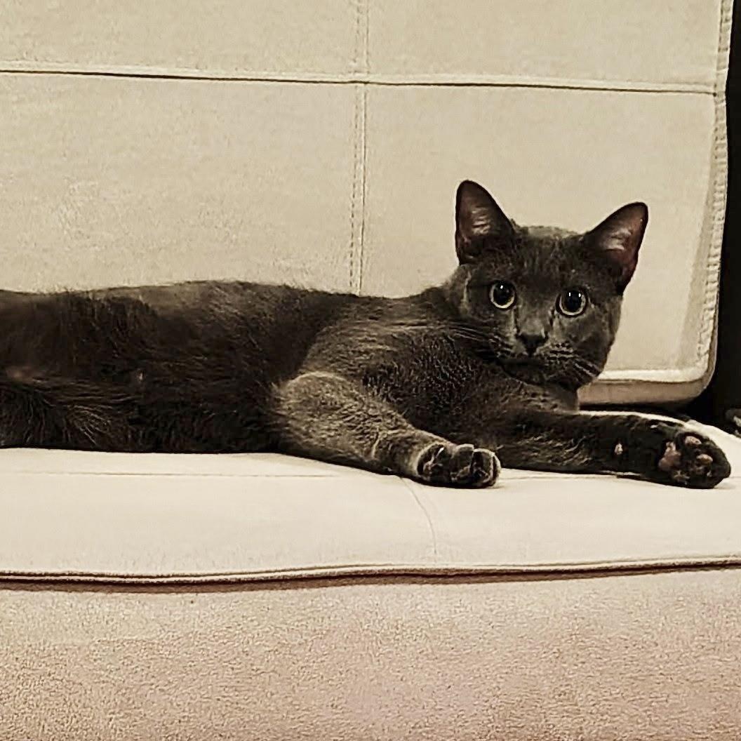 Shelley, Adoptable, Young Male Domestic Short Hair.