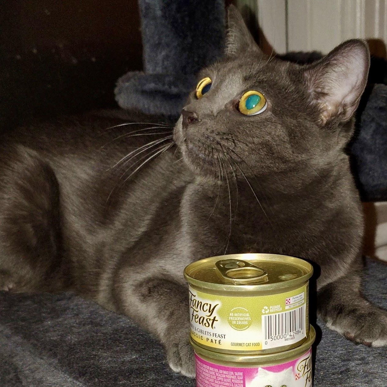 Enlarge Shelley, a Adoptable Domestic Short Hair in Richmond, VA image 2/4