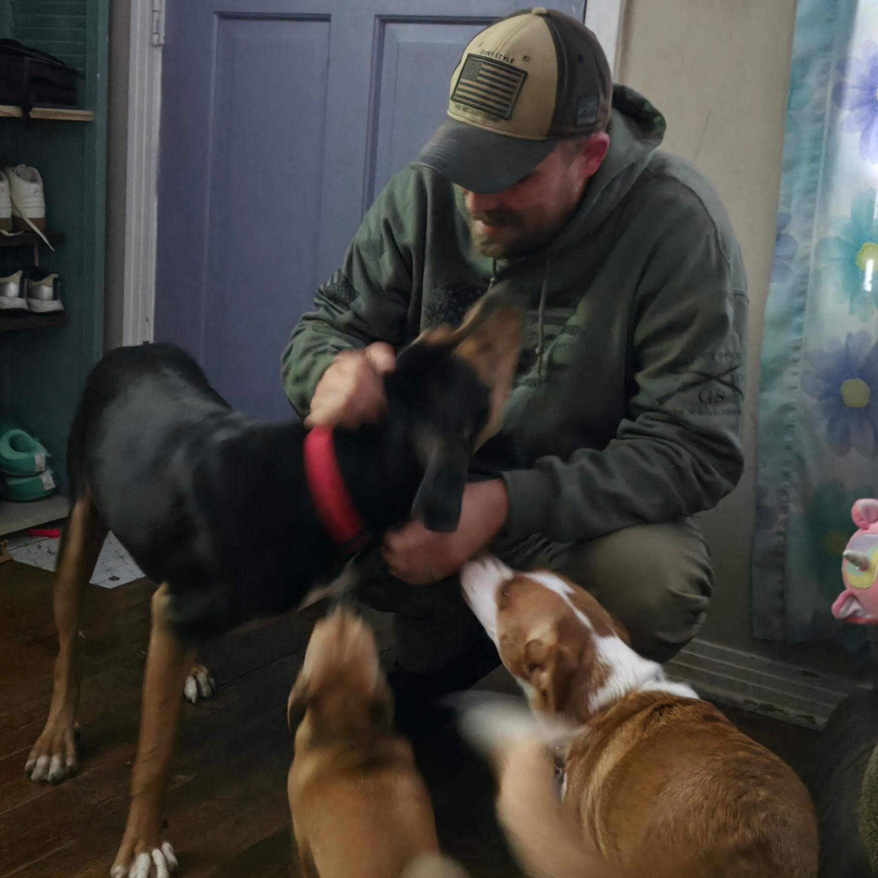 GUS (Sweet Boy, Loves Kids and his Human, Kind, Good with Dogs) — thumbnail 4