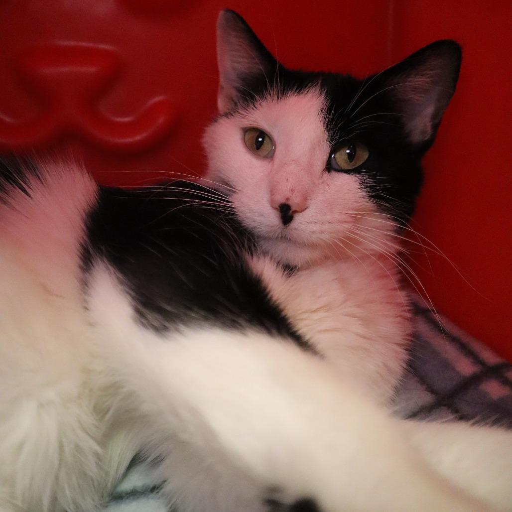 Bella, a Adoptable Domestic Short Hair in Waukesha, WI image 2/2