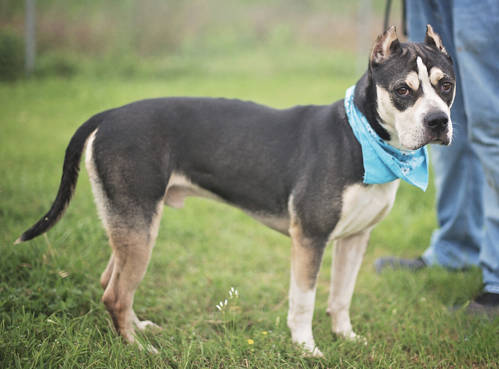 Bruno, a Adoptable mixed breed in Bangor, ME image 4/6