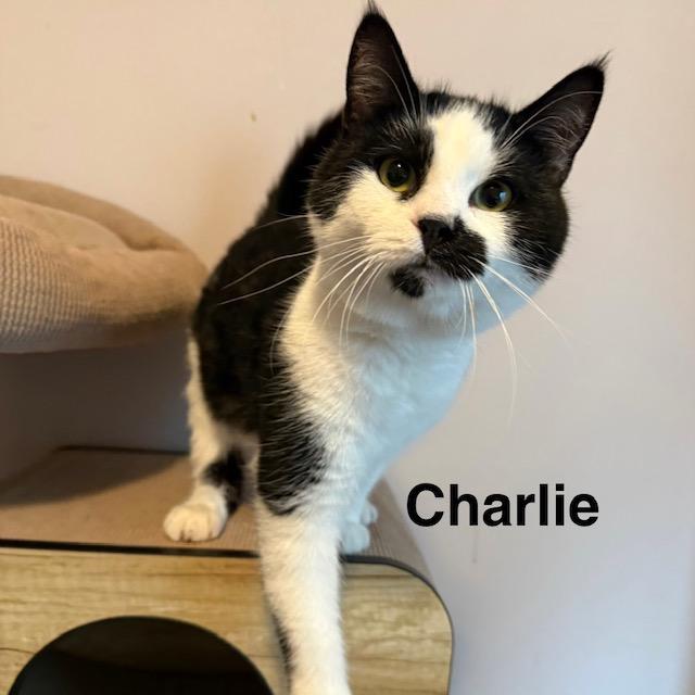 Enlarge Charlie & Sandy , a ADOPTABLE Domestic Short Hair in Olympia, WA image 3/4