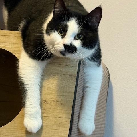 Enlarge Charlie & Sandy , a ADOPTABLE Domestic Short Hair in Olympia, WA image 4/4