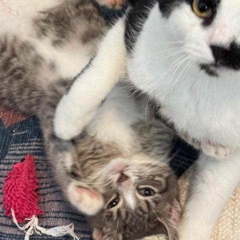 Enlarge Charlie & Sandy , a ADOPTABLE Domestic Short Hair in Olympia, WA image 1/4