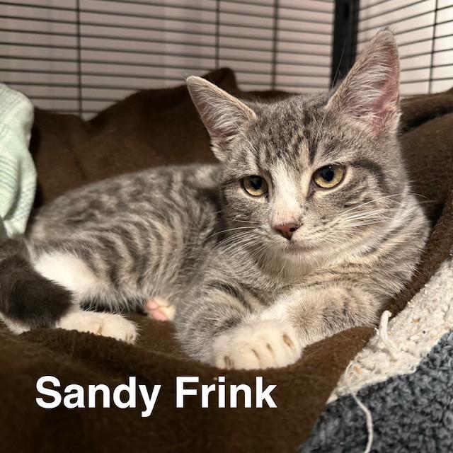 Enlarge Charlie & Sandy , a ADOPTABLE Domestic Short Hair in Olympia, WA image 2/4