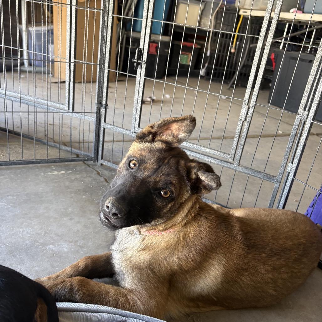 Shenzi, a Adoptable mixed breed in Tonopah, AZ image 2/4