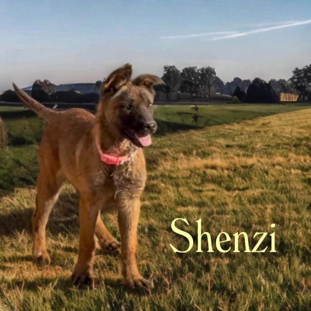 Shenzi, a Adoptable mixed breed in Tonopah, AZ image 3/4