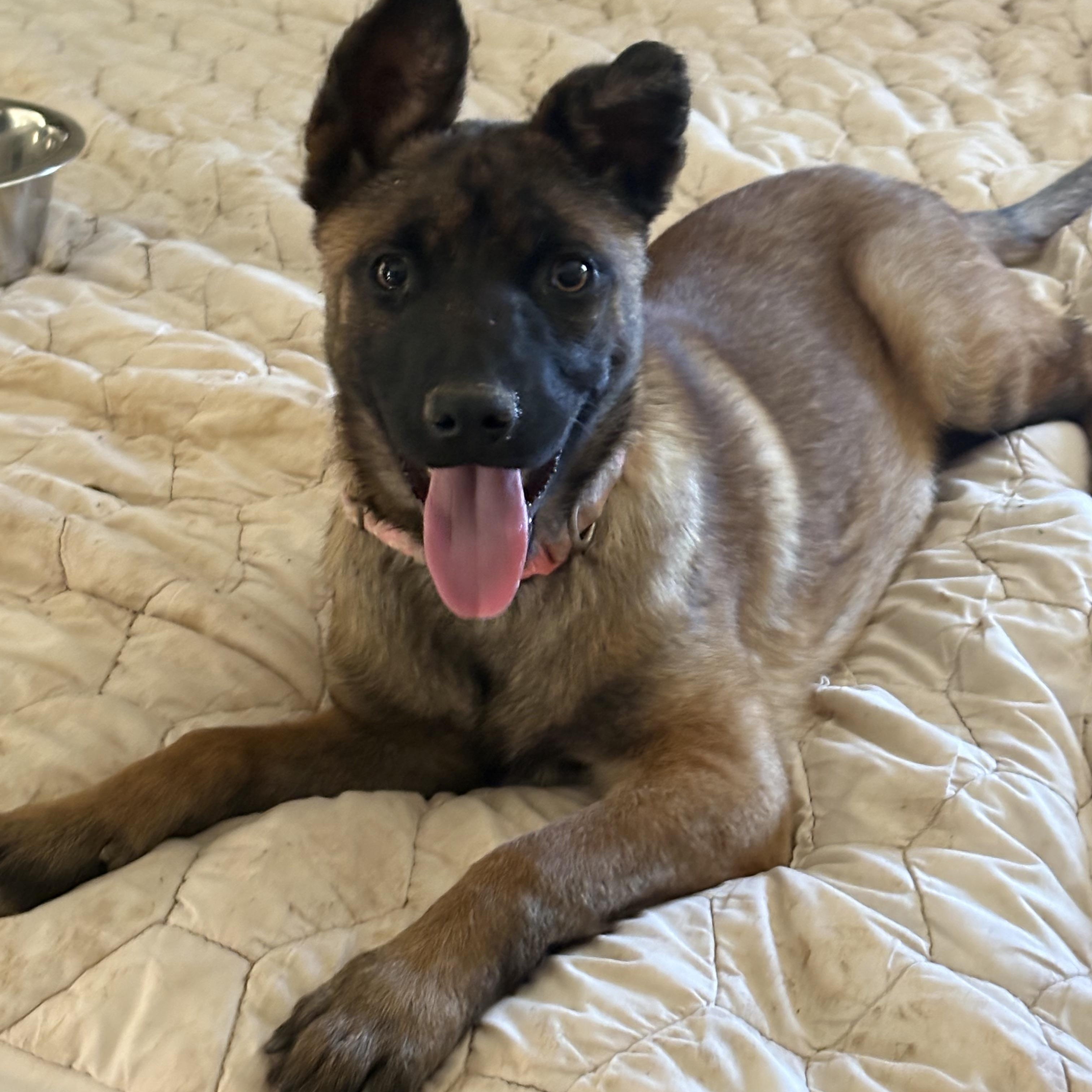 Shenzi, Adoptable, Puppy Female Belgian Shepherd / Malinois.