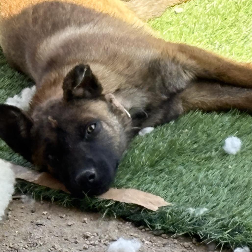 Shenzi, a Adoptable mixed breed in Tonopah, AZ image 4/4