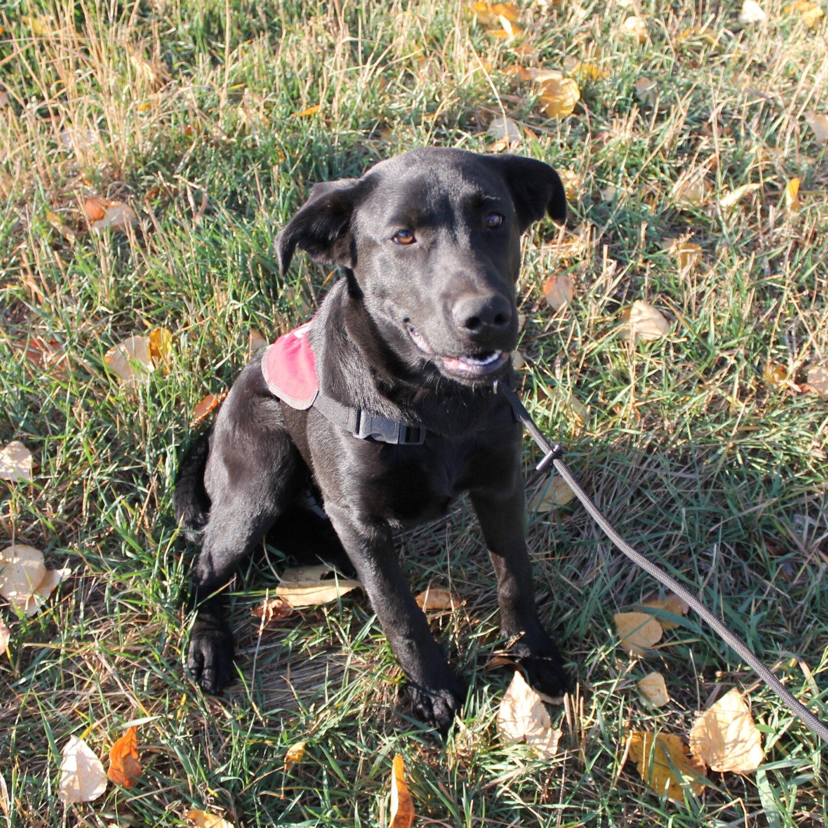 Commander, Adoptable, Young Male Mixed Breed.