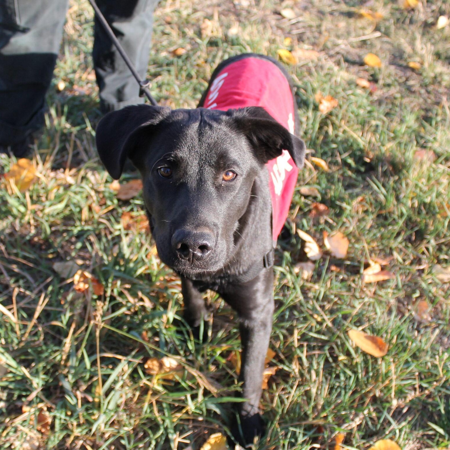 Enlarge Commander, a Adoptable Mixed Breed in McCall, ID image 2/2