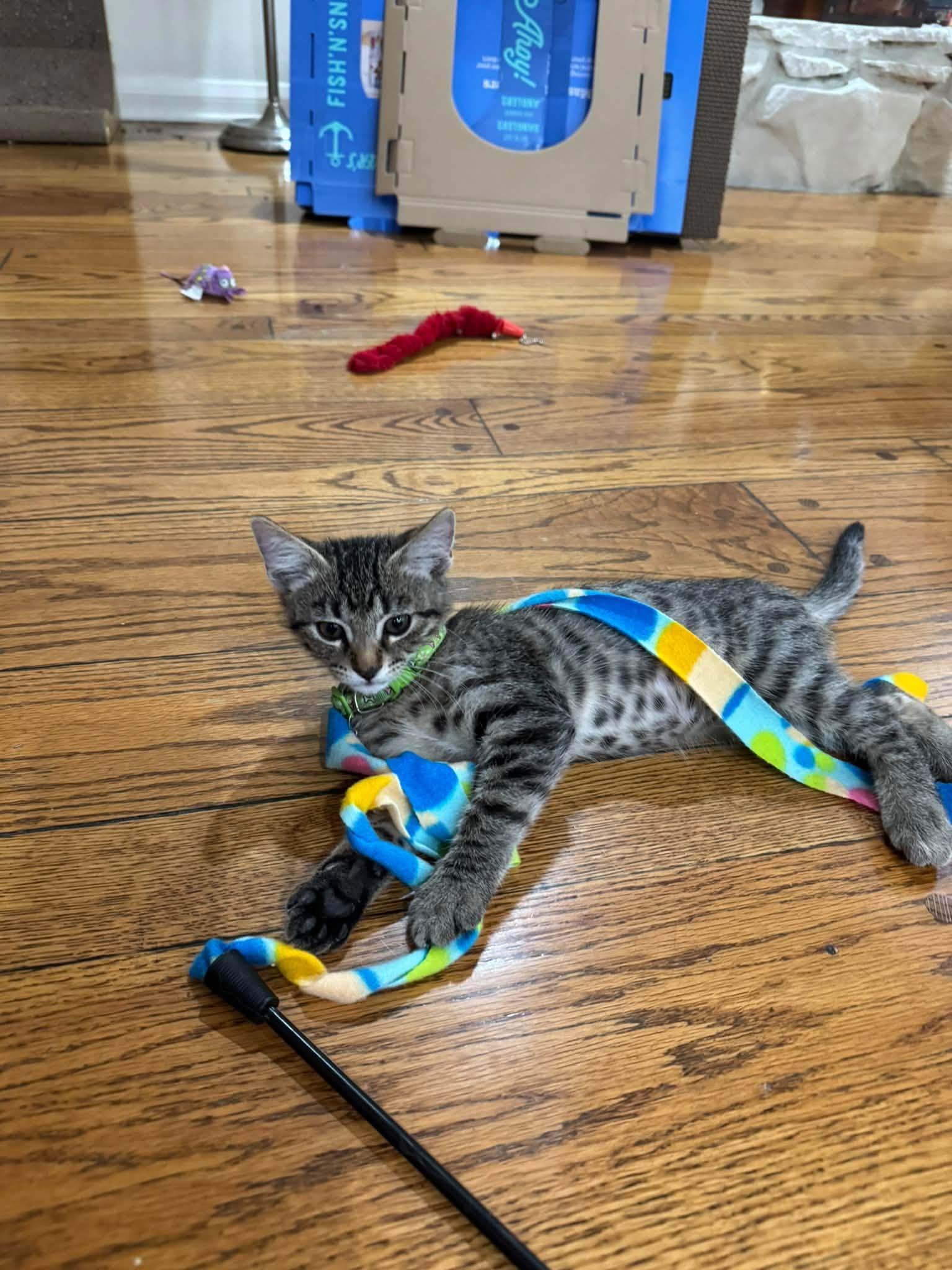 Carl Barks, Adoptable, Young Male Bengal & Egyptian Mau.