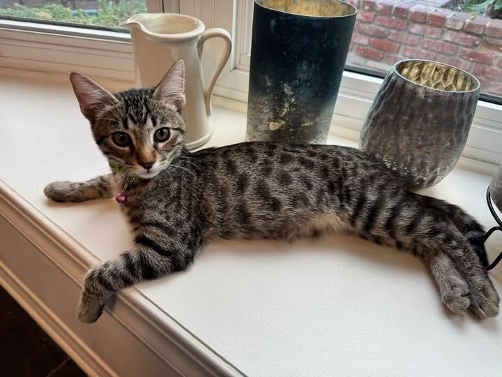 Carl Barx, Adoptable, Young Male Domestic Short Hair & Bengal.