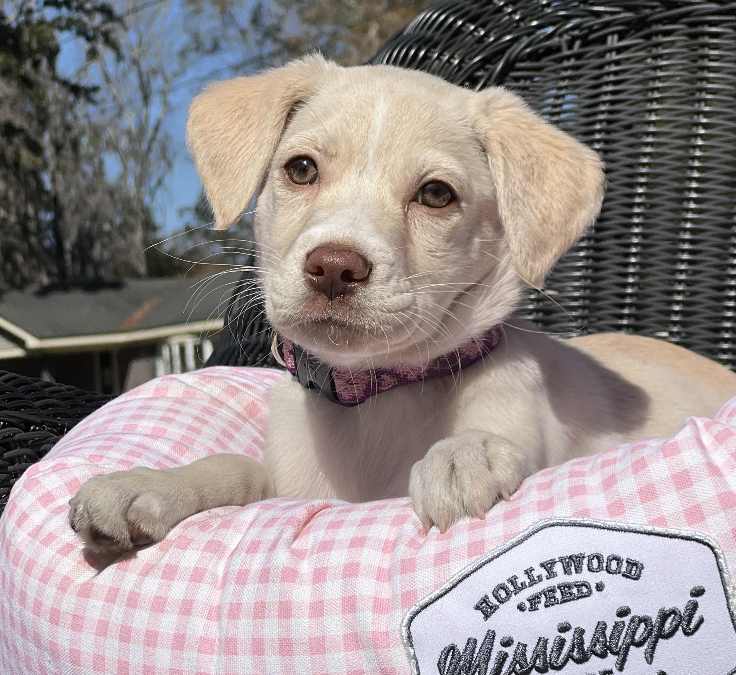 Zella, an adopted mixed breed in Mt Pleasant, SC image 3/6