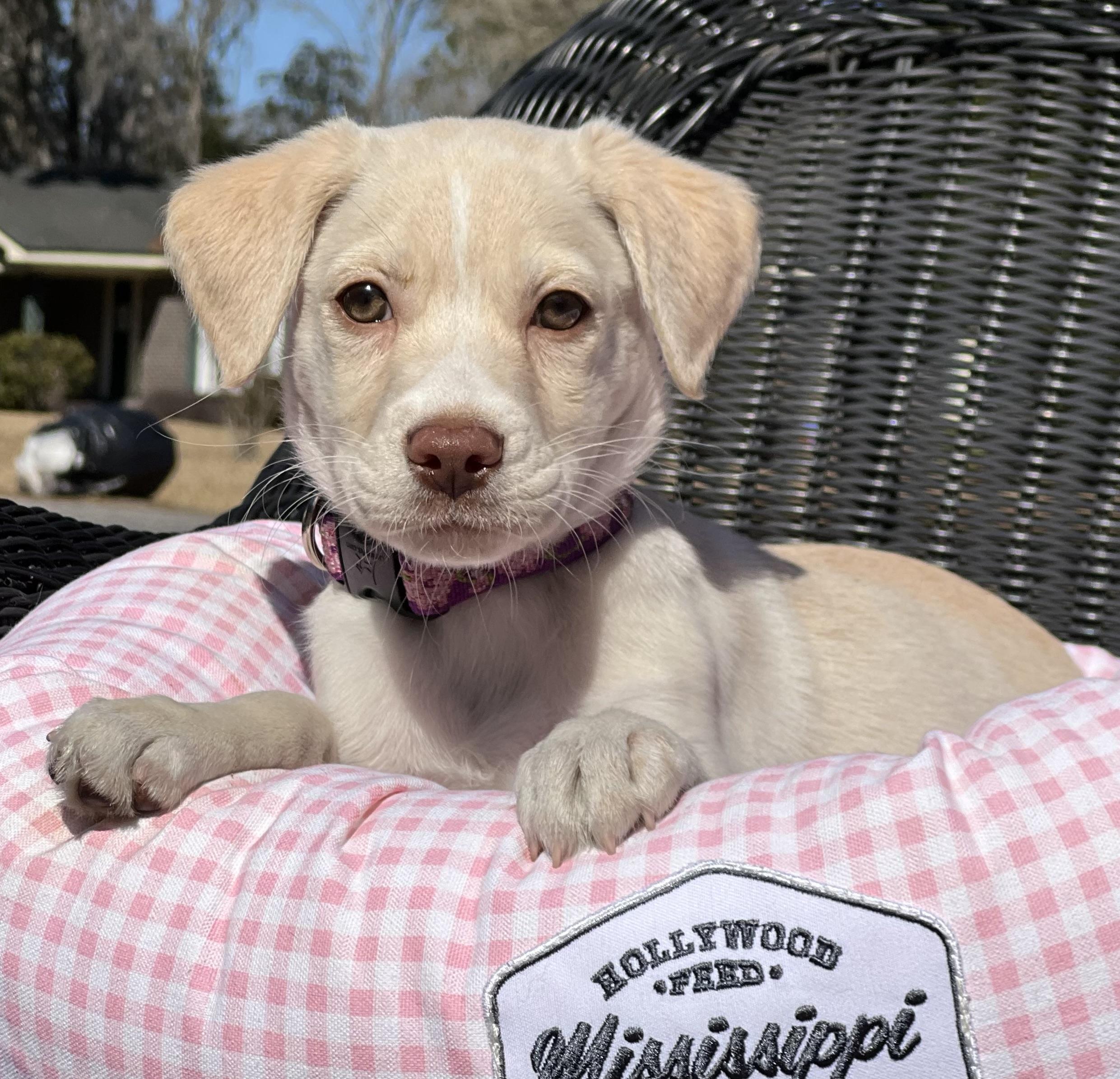 Zella, adopted, Puppy Female Mixed Breed.