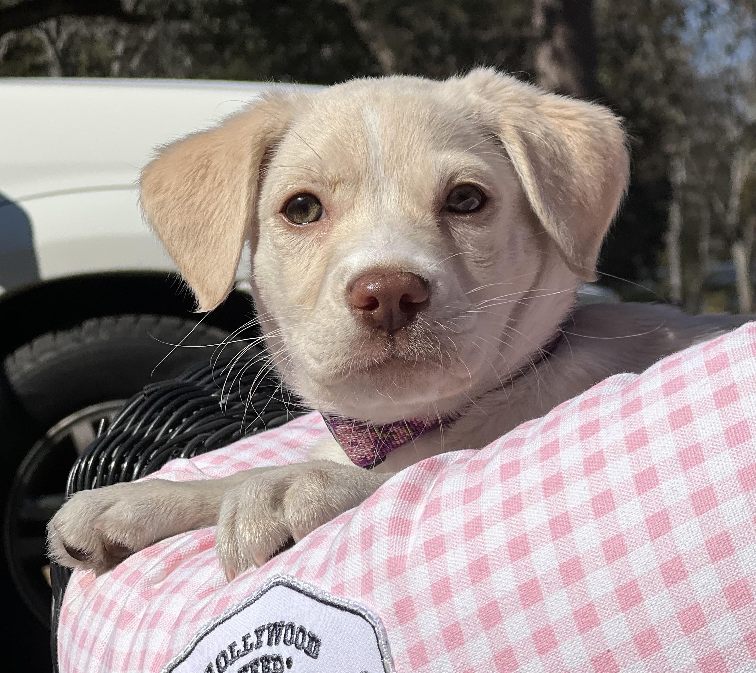 Zella, an adopted mixed breed in Mt Pleasant, SC image 5/6
