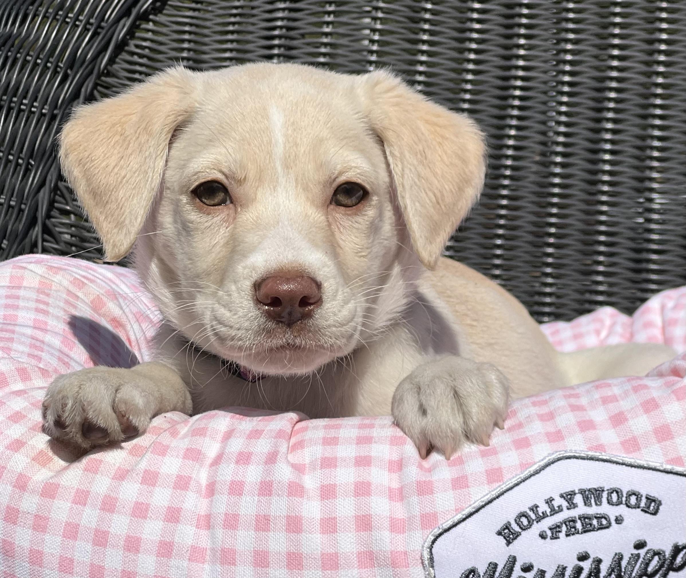 Zella, an adopted mixed breed in Mt Pleasant, SC image 2/6