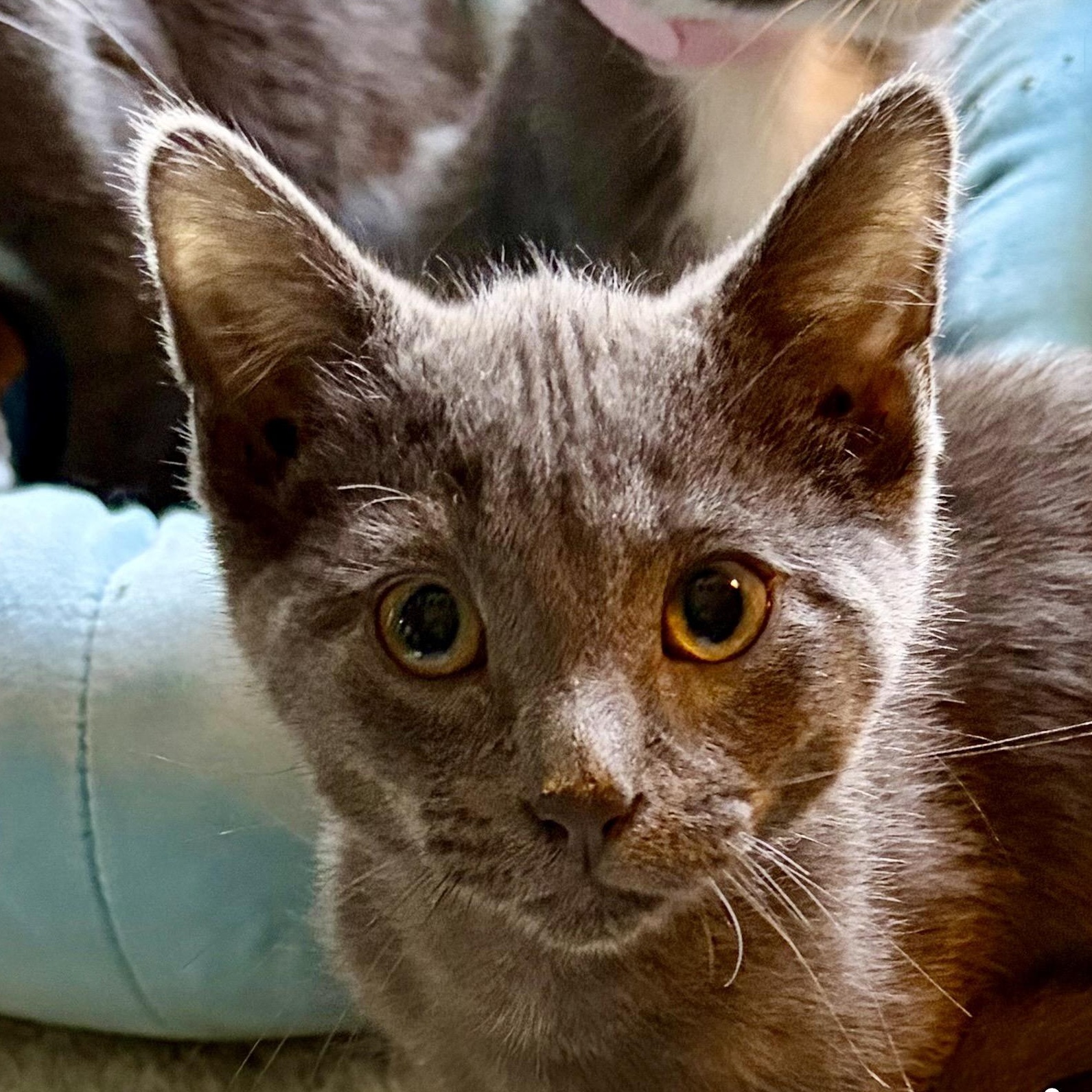 Tarik, adopted, Kitten Male Domestic Short Hair.