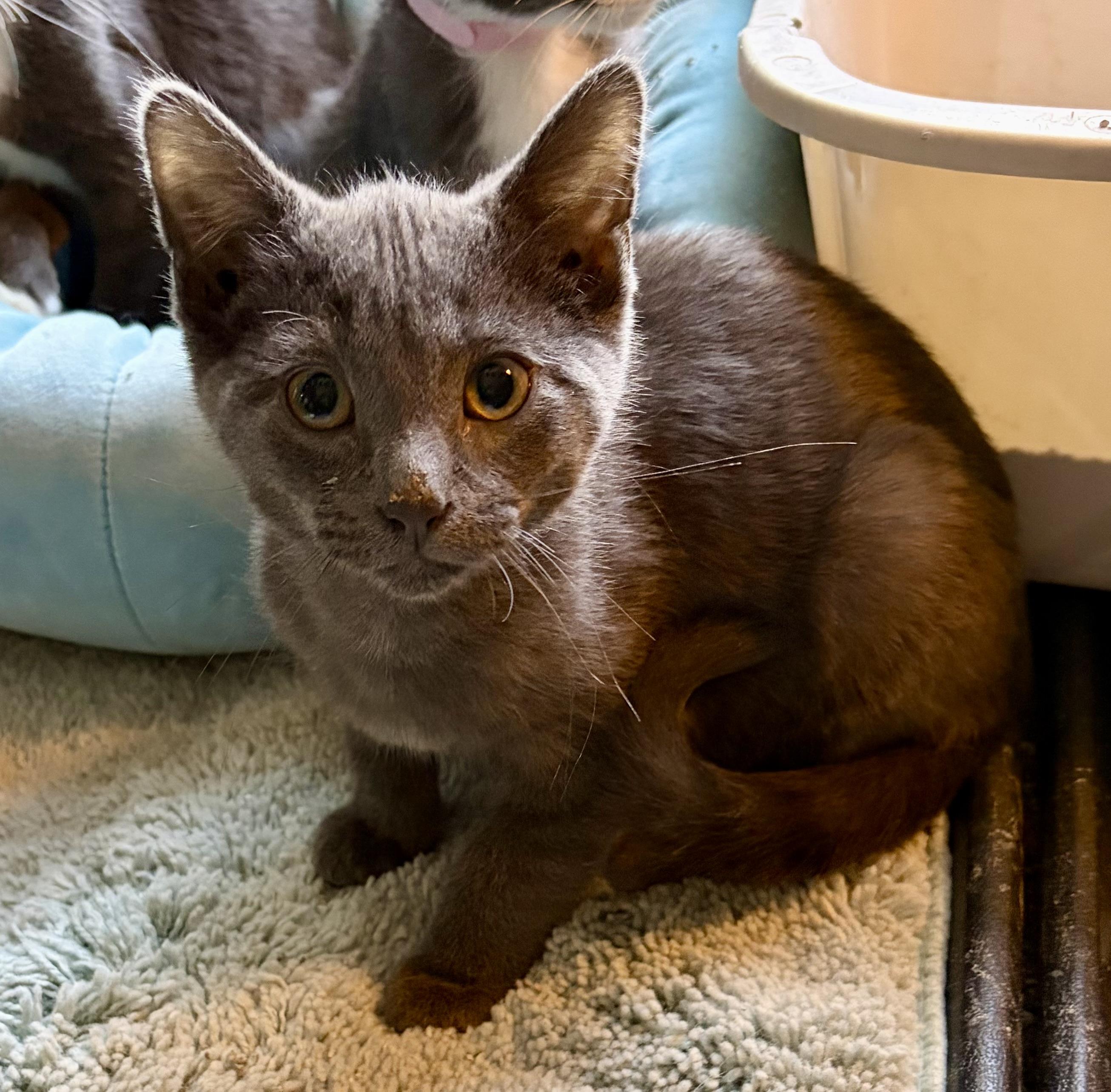 Tarik, an adopted Domestic Short Hair in Houghton Lake, MI image 2/2
