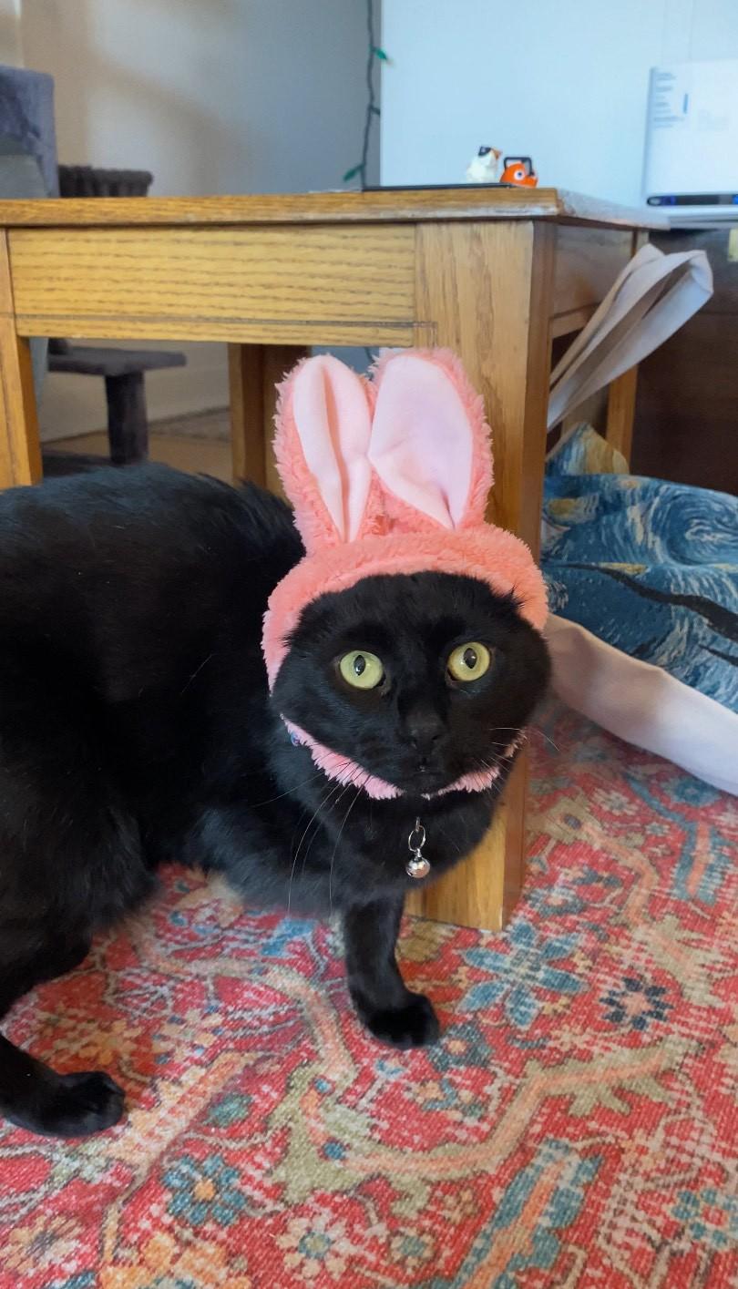 Doctor, a Adoptable Domestic Short Hair in Verdun, QC image 2/6