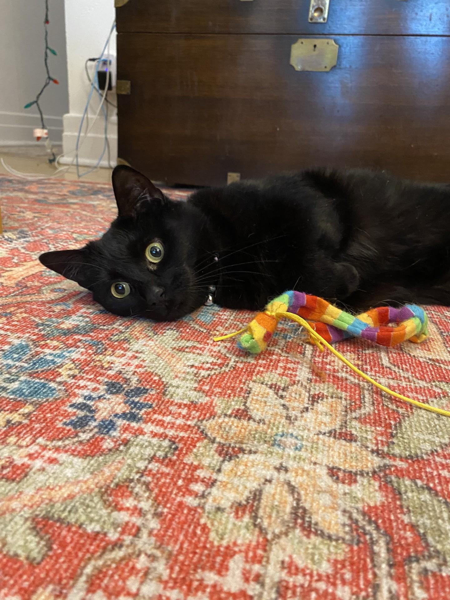 Doctor, a Adoptable Domestic Short Hair in Verdun, QC image 4/6