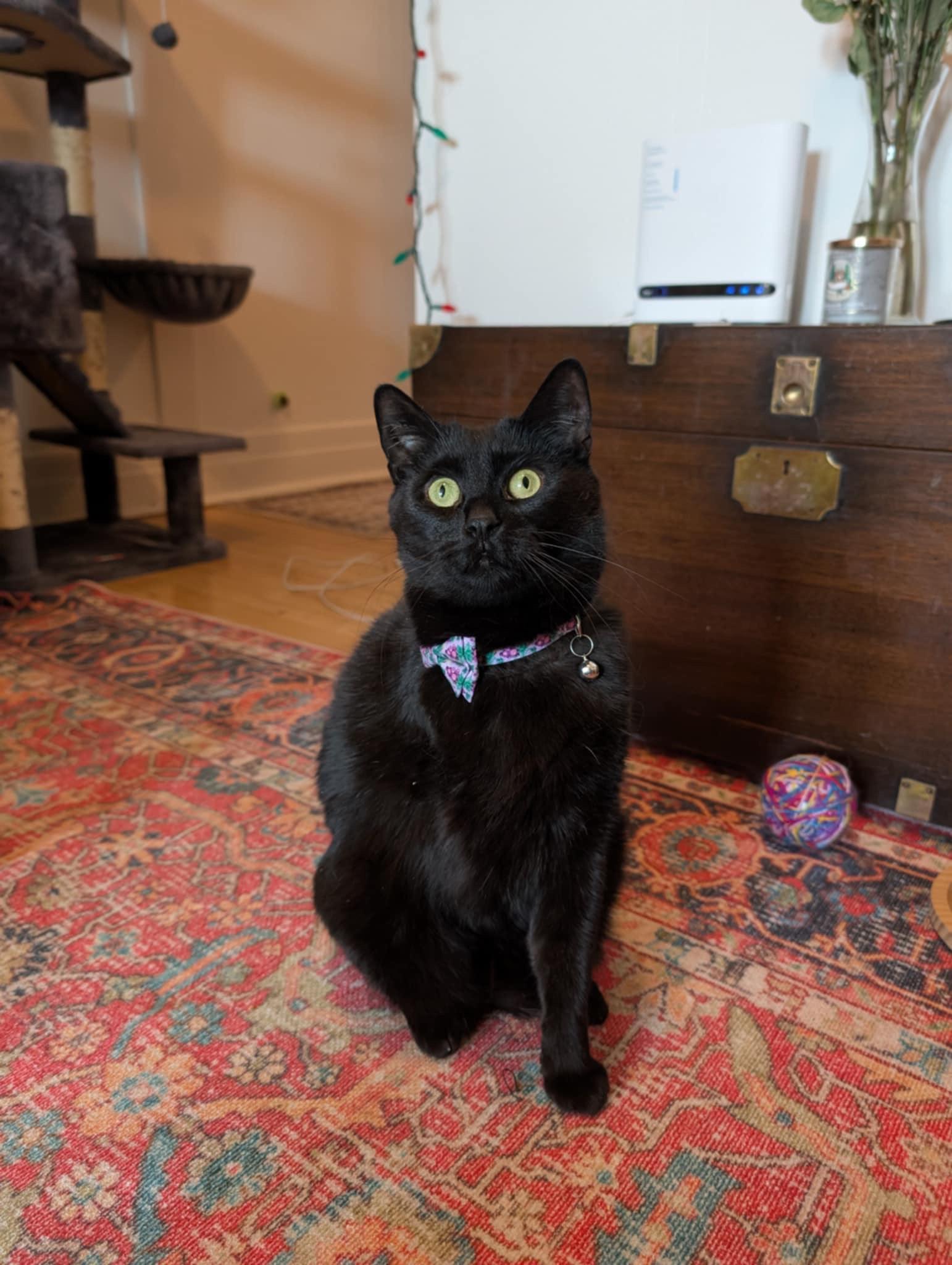 Doctor, Adoptable, Adult Male Domestic Short Hair.