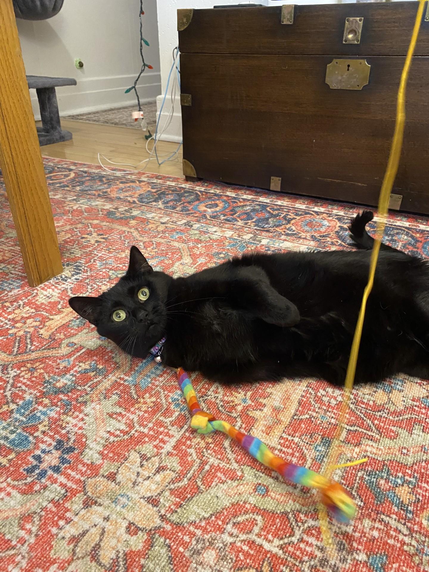 Doctor, a Adoptable Domestic Short Hair in Verdun, QC image 5/6