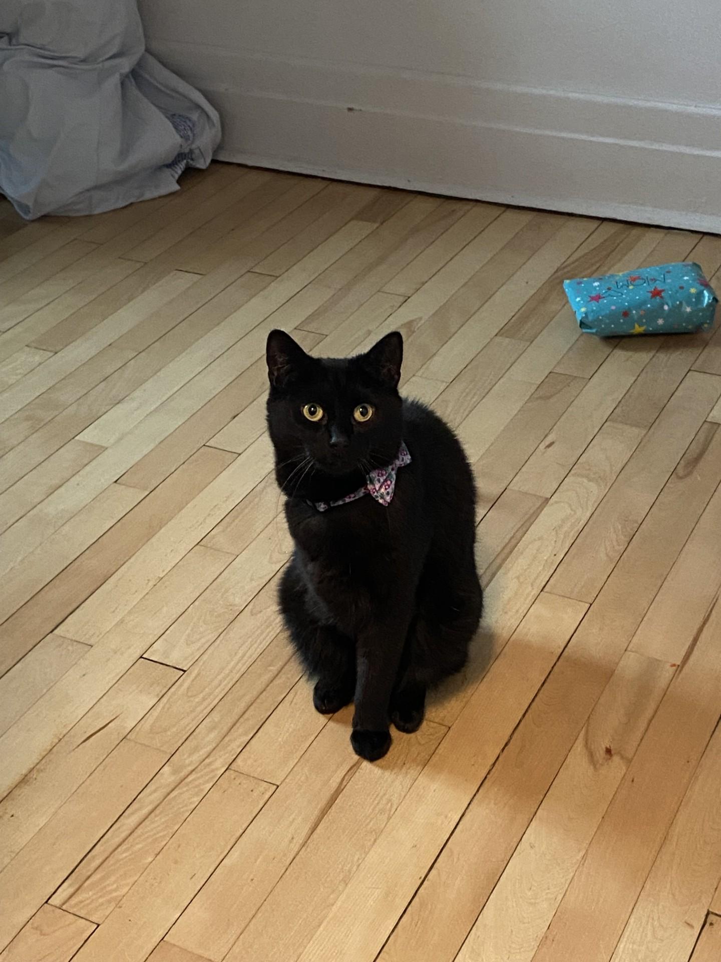 Doctor, a Adoptable Domestic Short Hair in Verdun, QC image 6/6