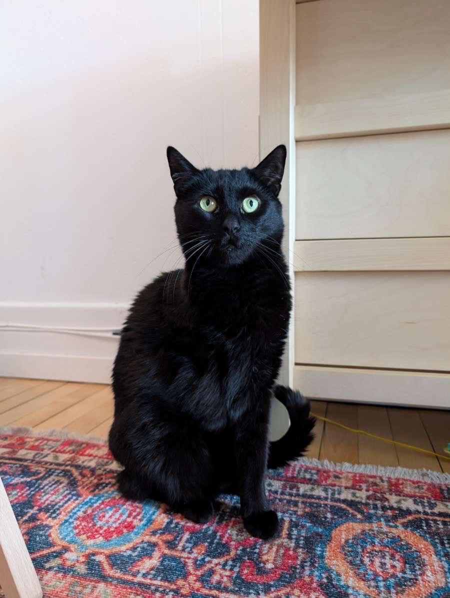 Doctor, a Adoptable Domestic Short Hair in Verdun, QC image 3/6