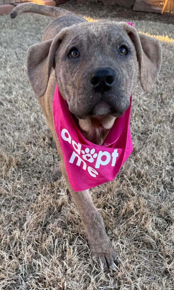 Hazel, Adoptable, Puppy Female Pit Bull Terrier.