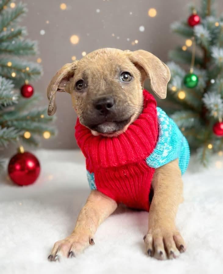 Enlarge Hazel, a Adoptable mixed breed in Shawnee, OK image 2/6