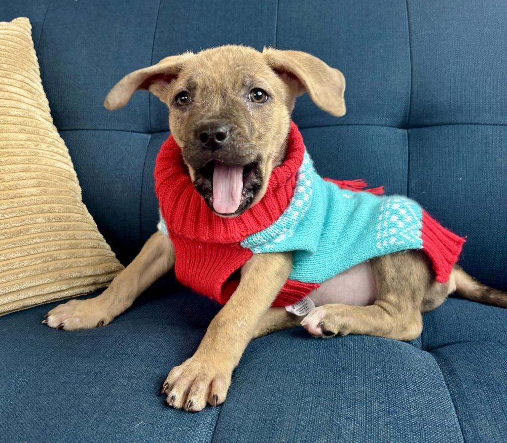 Enlarge Hazel, a Adoptable mixed breed in Shawnee, OK image 3/6