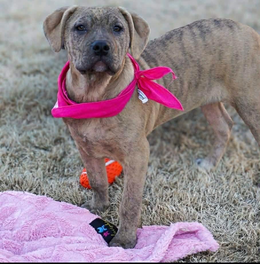 Enlarge Hazel, a Adoptable mixed breed in Shawnee, OK image 4/6