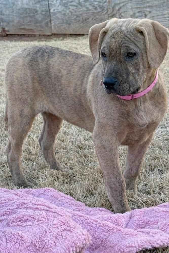Enlarge Hazel, a Adoptable mixed breed in Shawnee, OK image 5/6