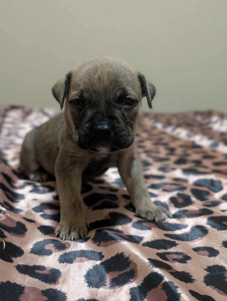 Enlarge Hazel, a Adoptable mixed breed in Shawnee, OK image 6/6