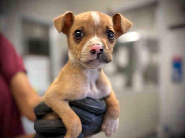 A1946343, Adoptable, Puppy Male Terrier & Mixed Breed.