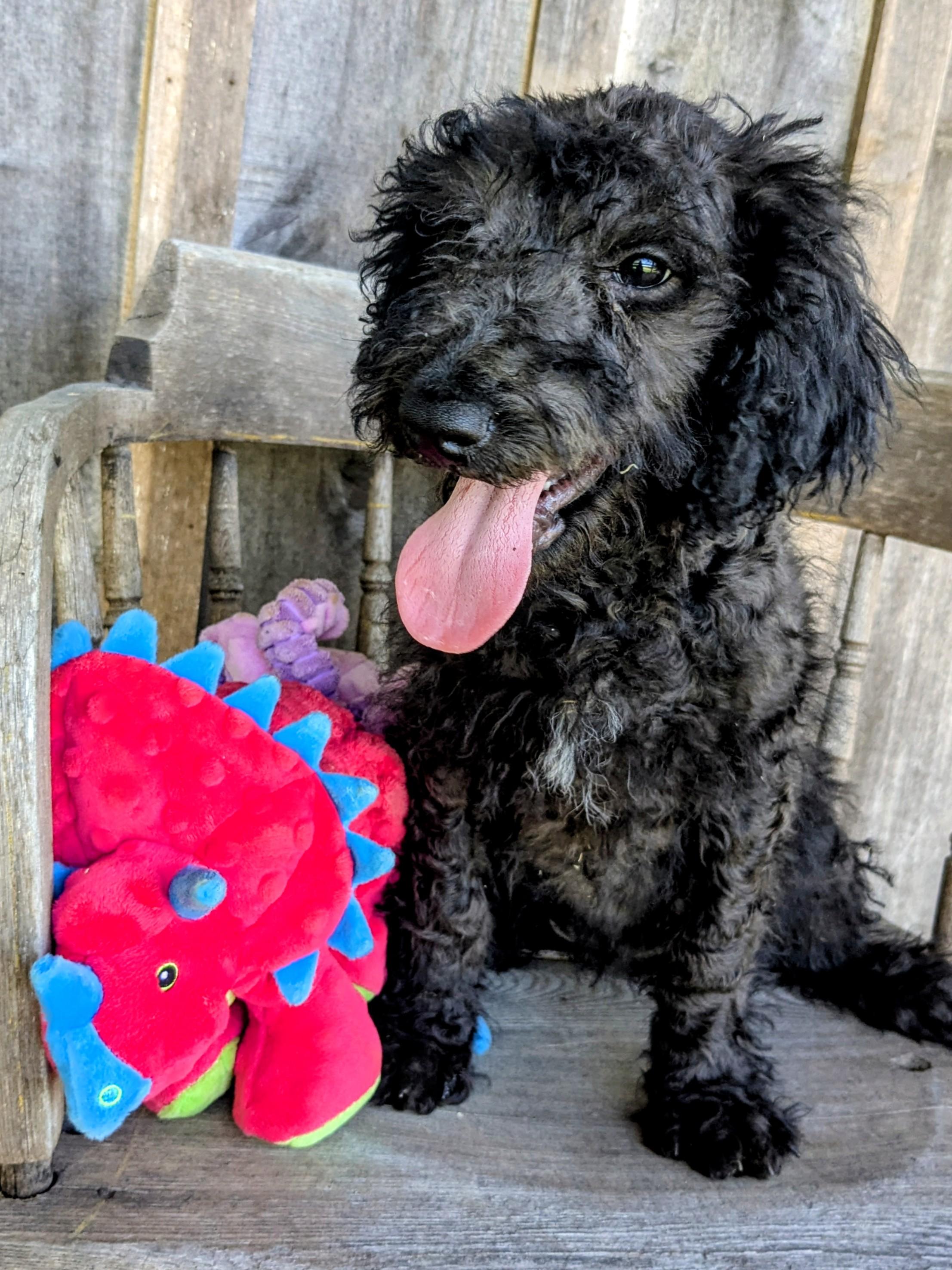 Sinclaire, a Adopted mixed breed in Richmond, KY image 1/5