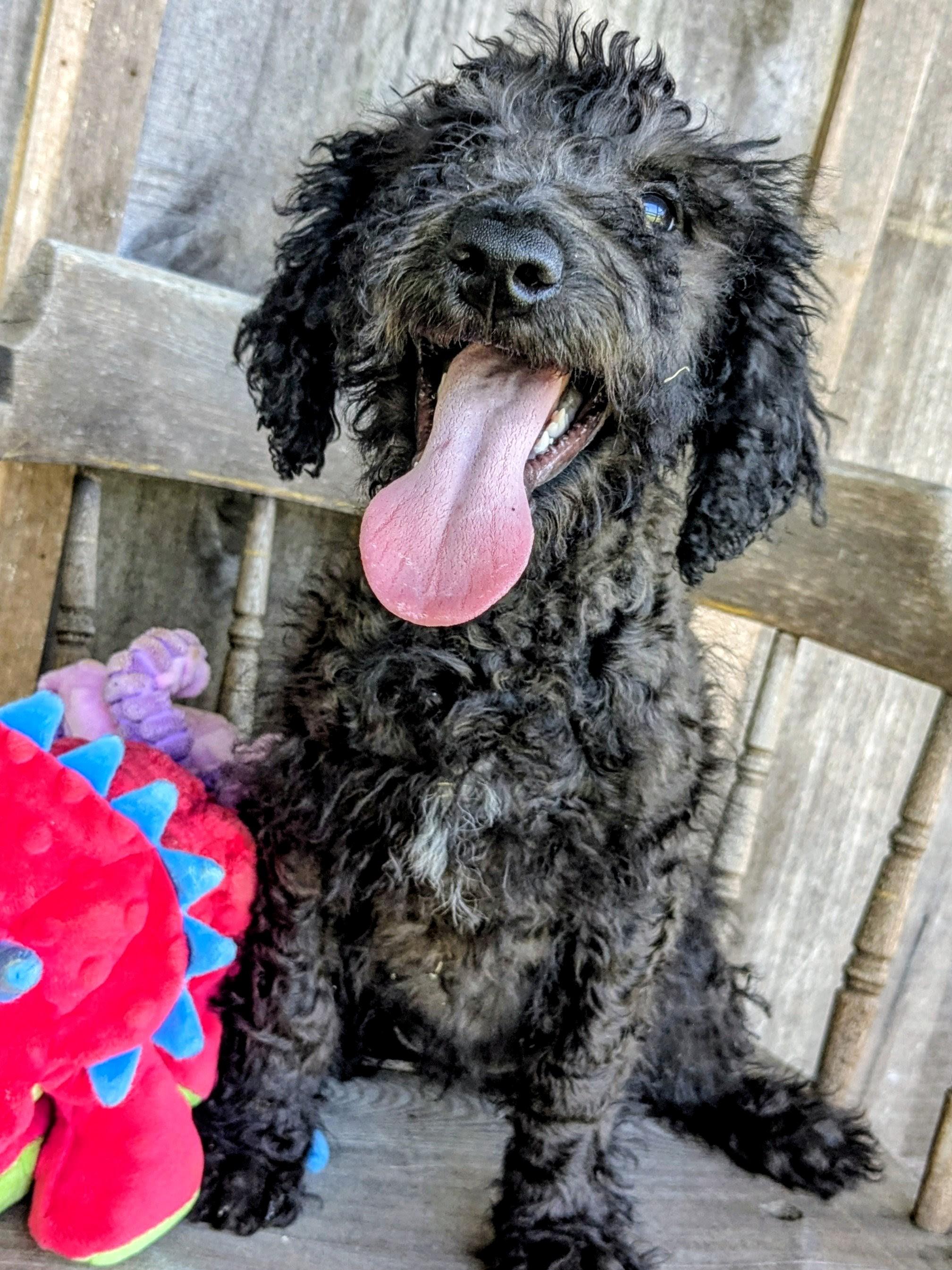 Sinclaire, a Adopted mixed breed in Richmond, KY image 2/5