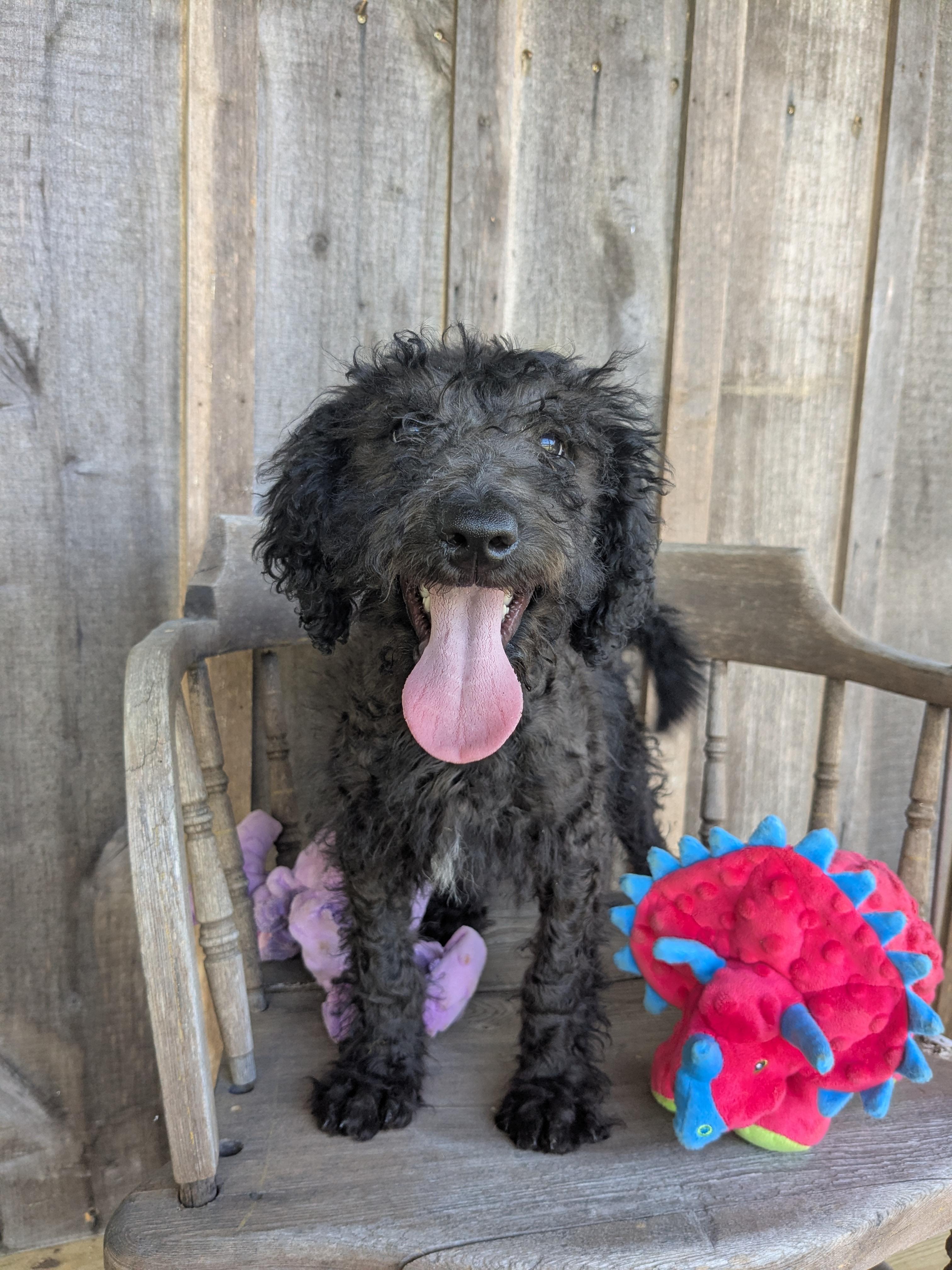 Sinclaire, a Adopted mixed breed in Richmond, KY image 3/5