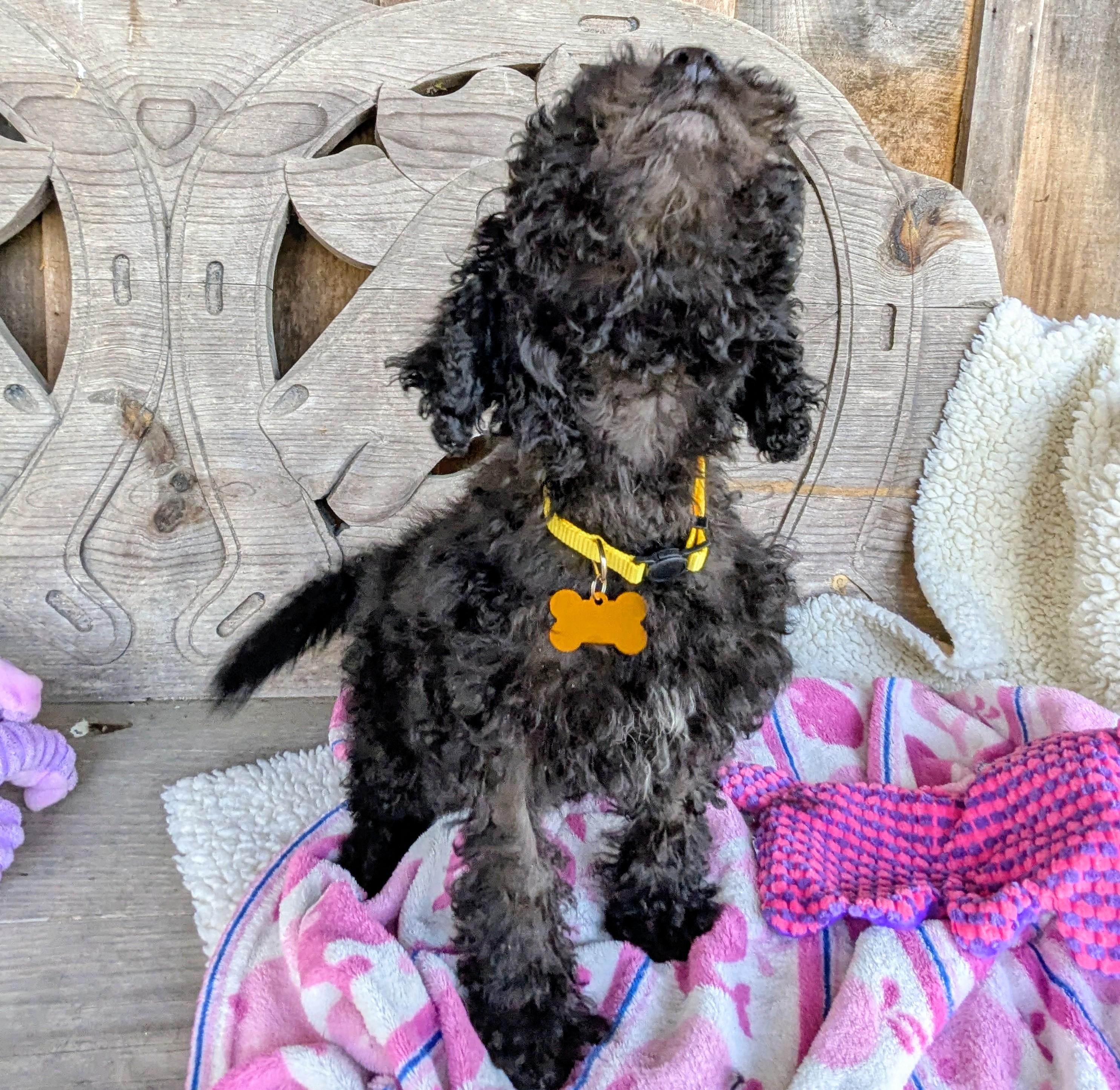 Sinclaire, a Adopted mixed breed in Richmond, KY image 4/5