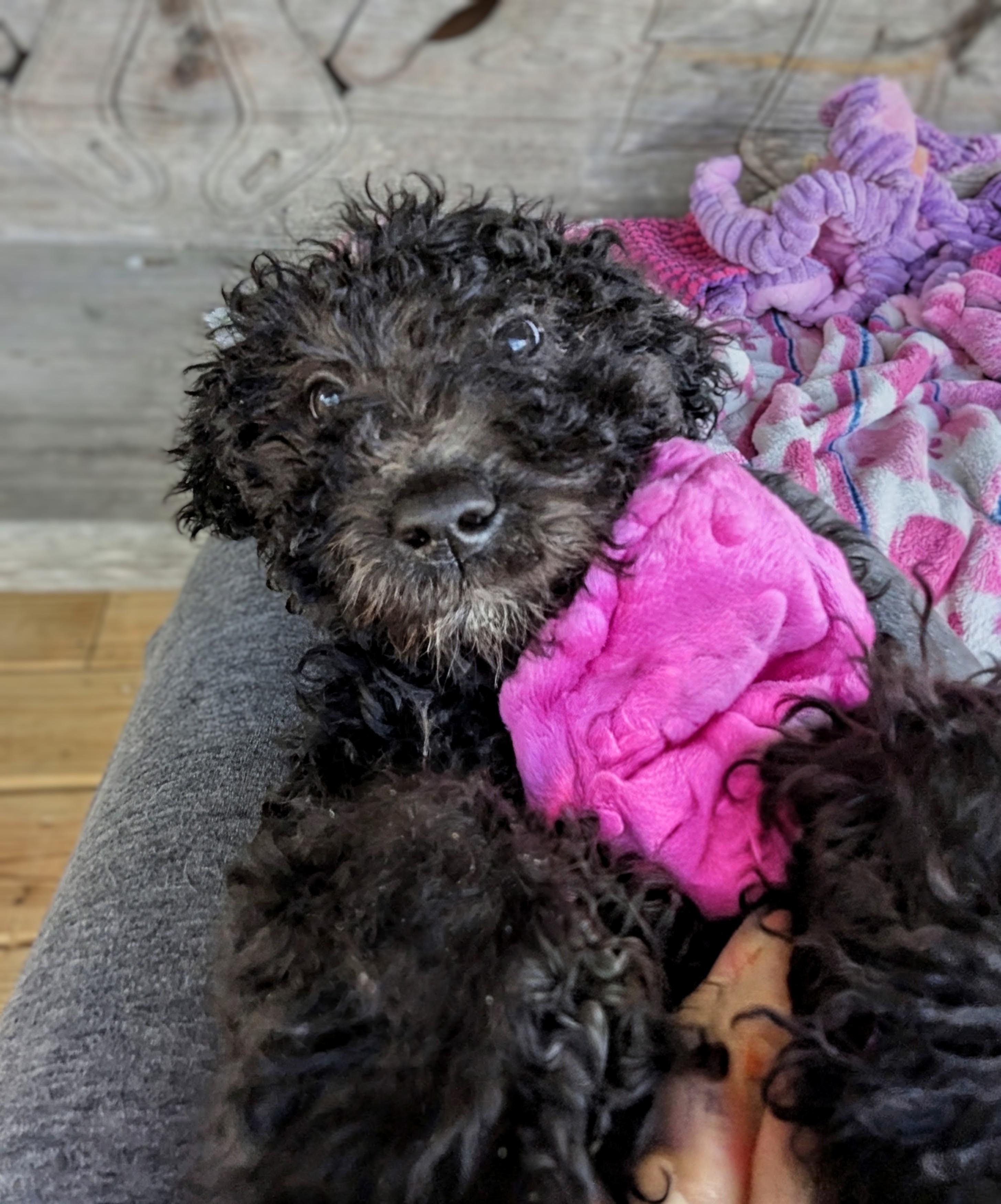 Sinclaire, a Adopted mixed breed in Richmond, KY image 5/5