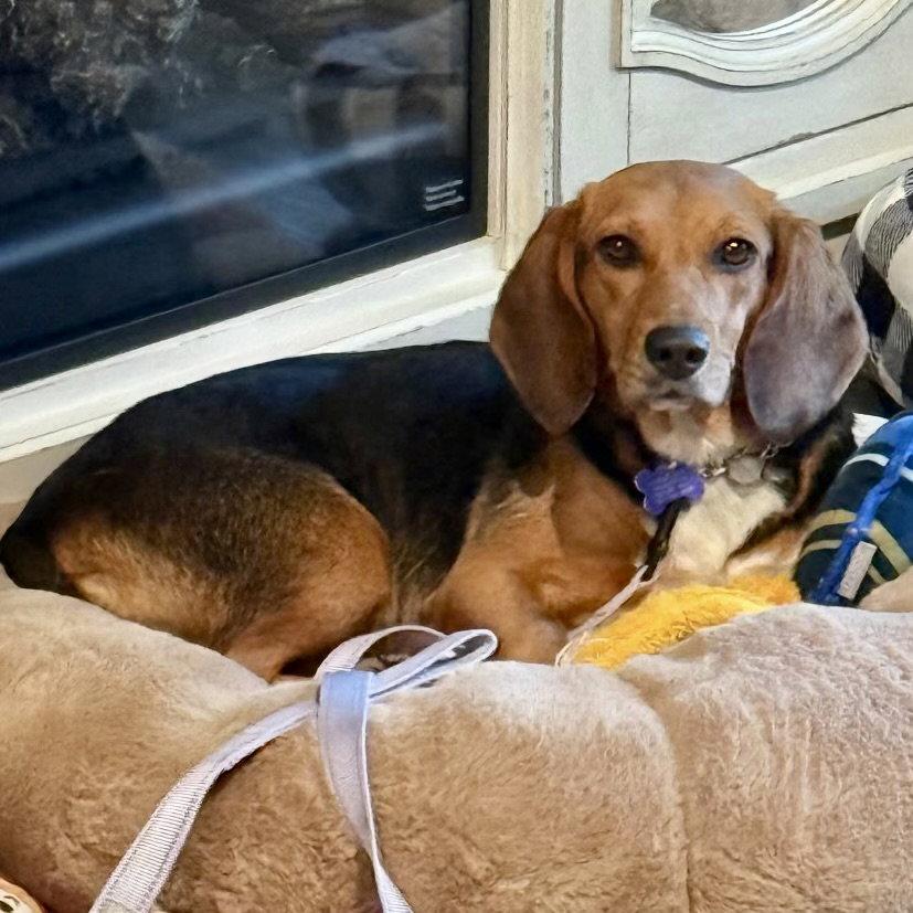 Stevie Girl 2026, Adoptable, Young Female Beagle.
