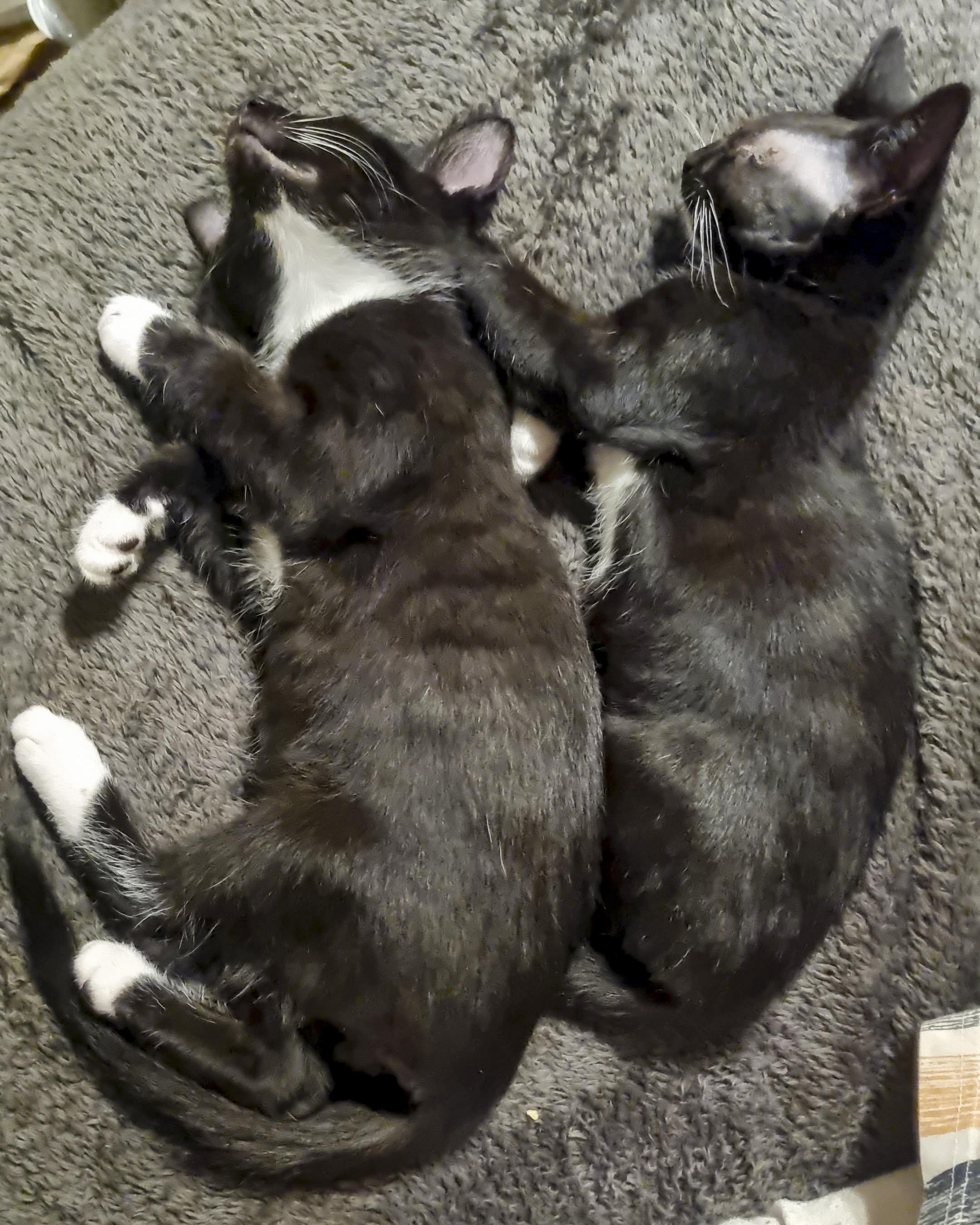 Nelson & Murdoch thumbnail 4