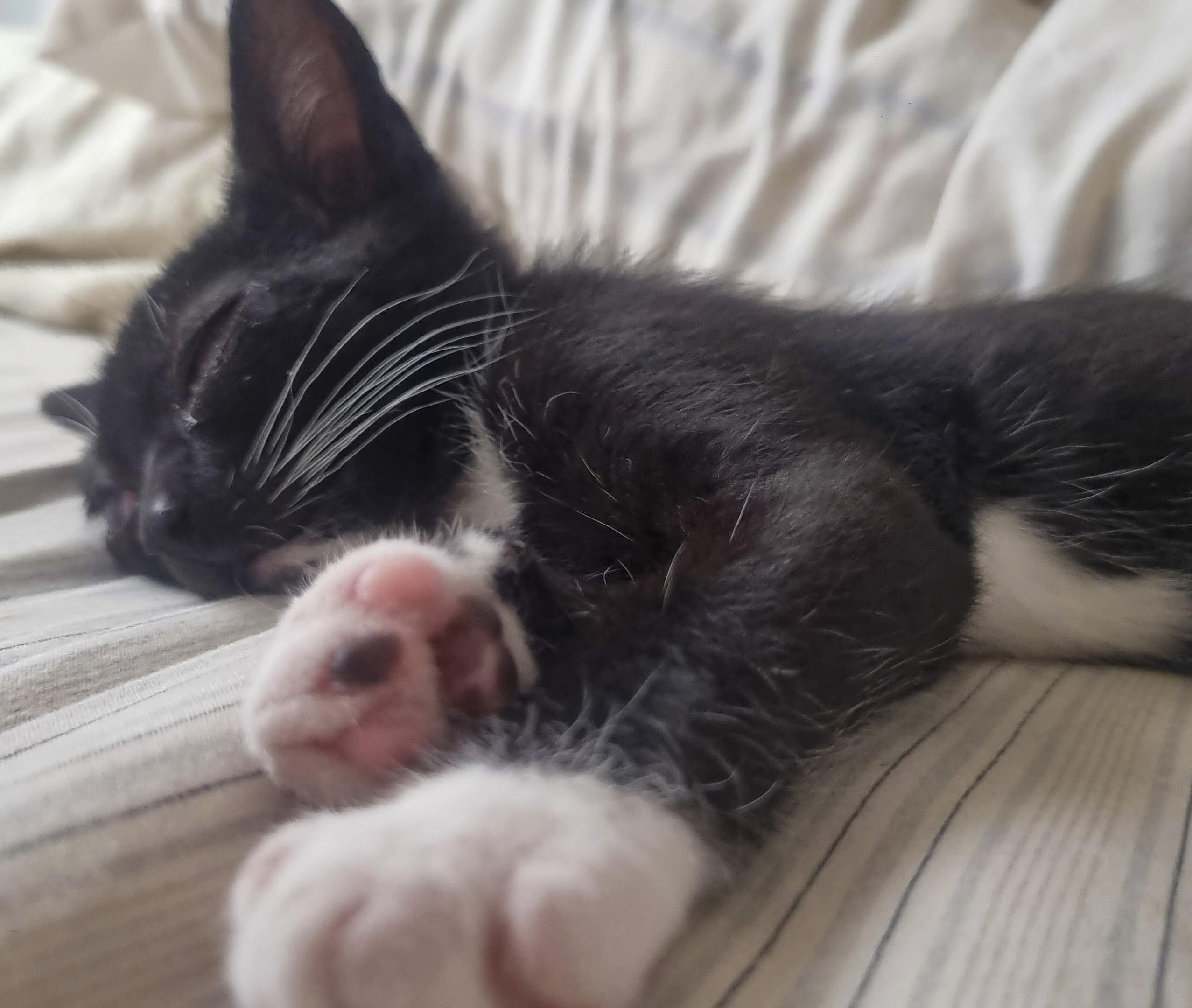 Nelson & Murdoch thumbnail 5