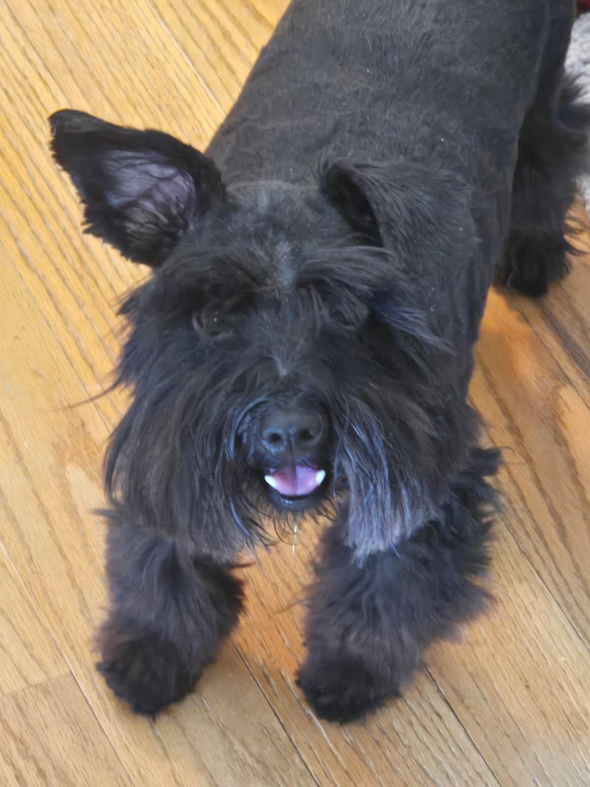Tulip, ADOPTABLE, Adult Female Miniature Schnauzer.