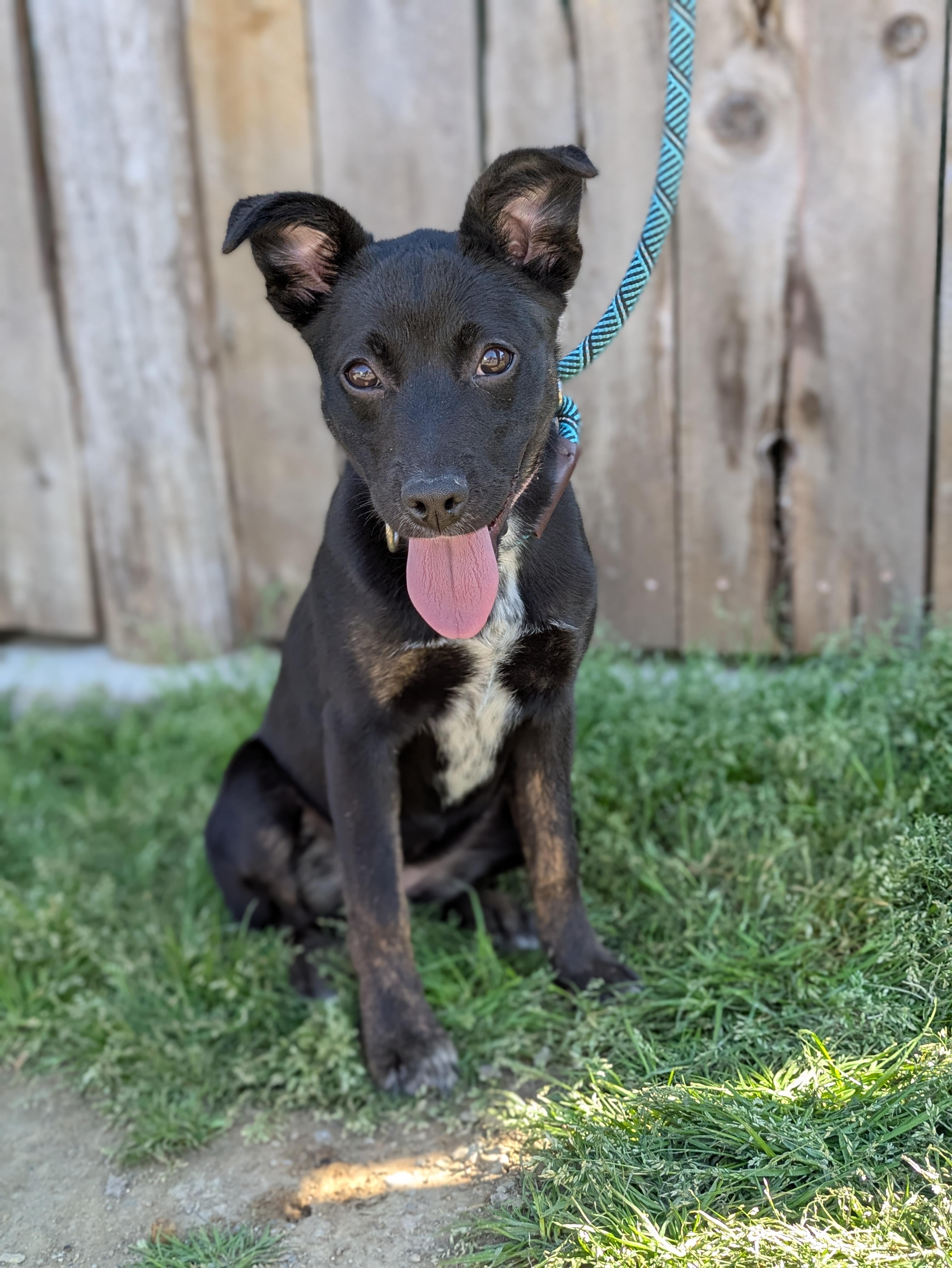 Zinnia, ADOPTABLE, Puppy Female Mixed Breed.